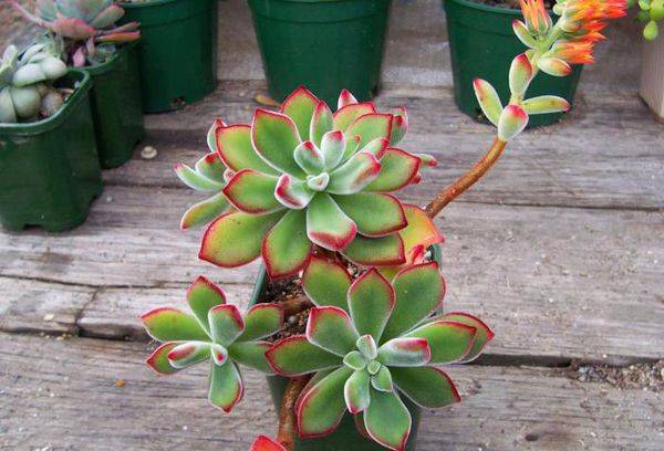 Echeveria 