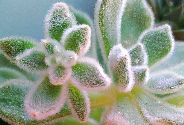 Šerių Echeveria