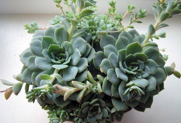 Echeveria kuprota gėlė