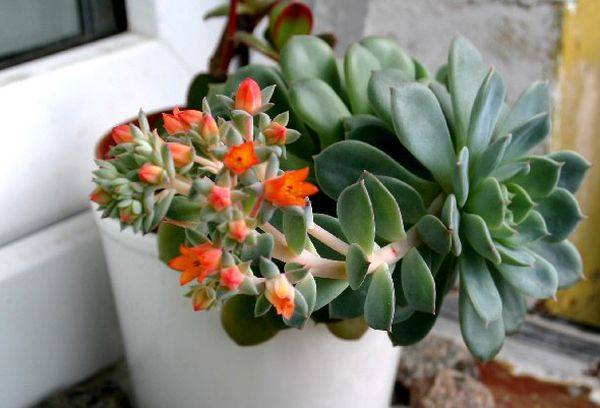Echeveria grakšti