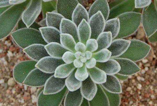 Echeveria baltaplaukė