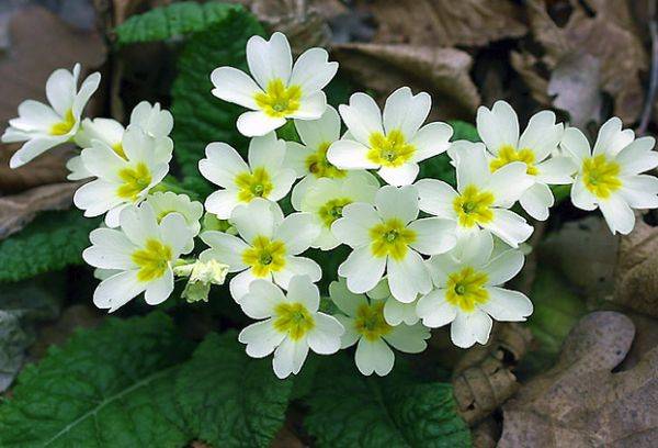 Primula cue