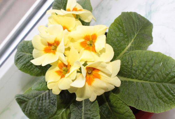 Primrose vulgaris (be stiebo)