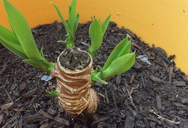 Nauji daigai ant seno Yucca kamieno