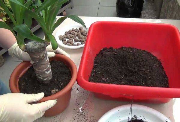 Jukos transplantacija