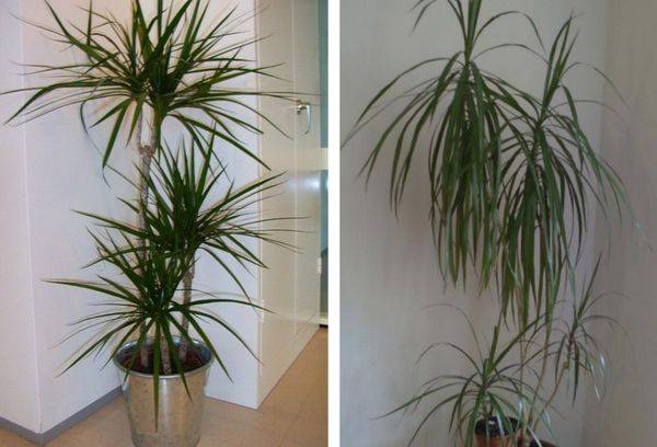 Dracaena carinatum