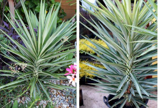 Yucca sidabrinė žvaigždė