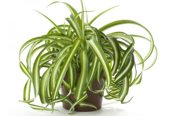 Chlorophytum Crested Mandainum
