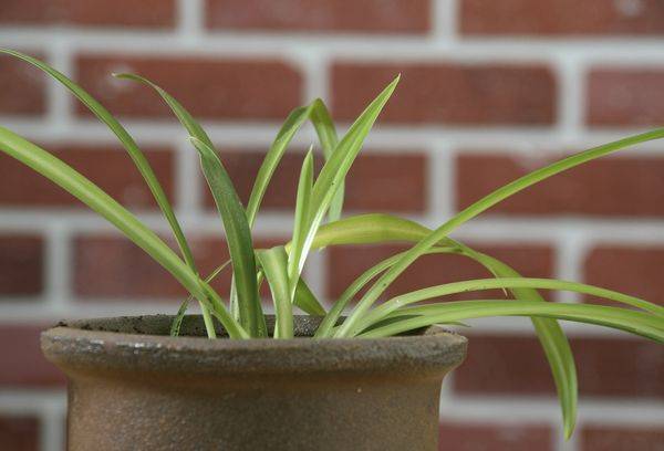 Chlorophytum 
