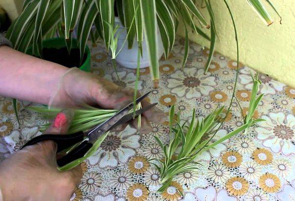 Chlorophytum transplantacija ir dauginimas