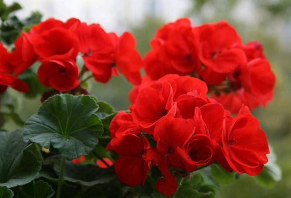 Žydi pelargonija