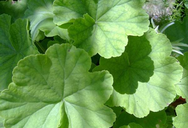 Pelargonijų lapai 