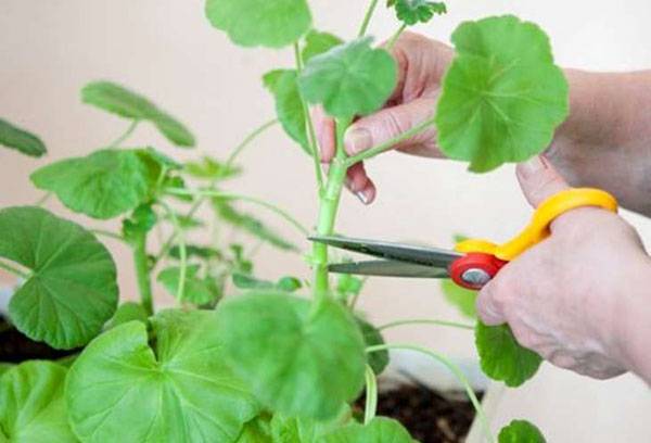 Pelargonijų paruošimas