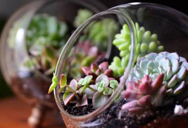 Florariumas su sukulentais