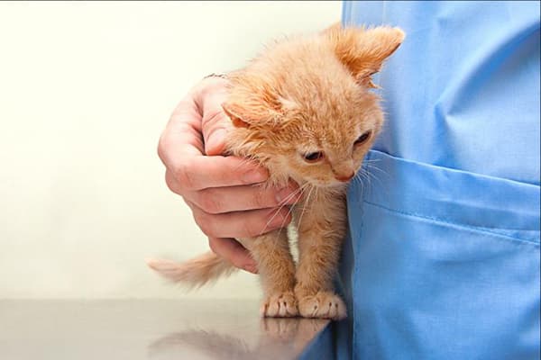Kačiukas pas veterinarą