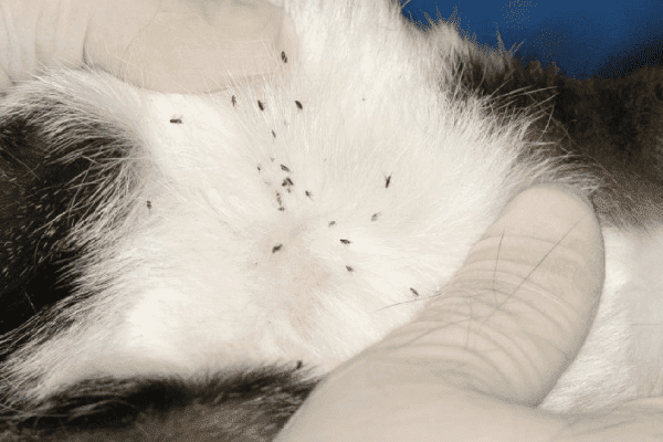 Blusos ant katės