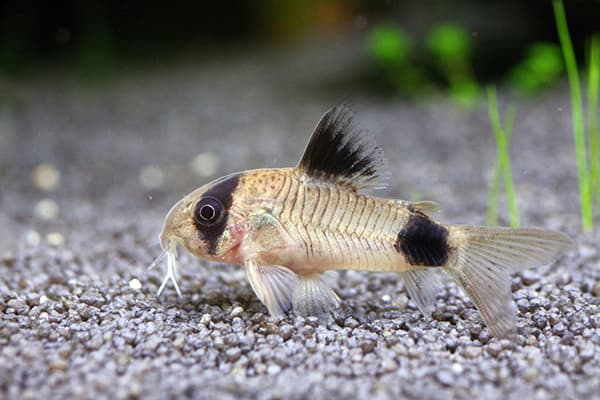 Šamas akvariume
