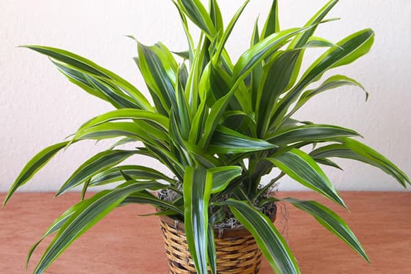 Dracena