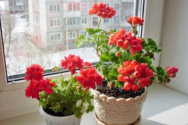 Pelargoniumas