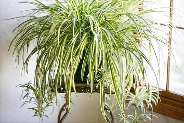 Chlorophytum Crested