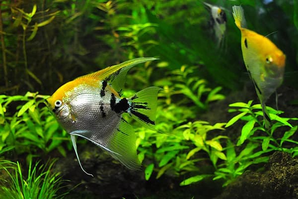 Žuvys akvariume