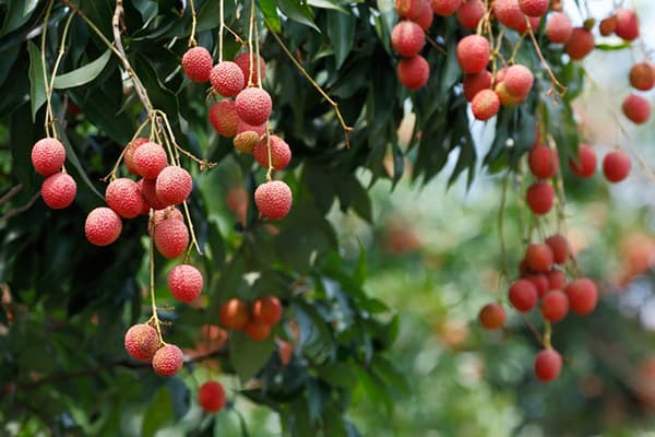Lychee-boom