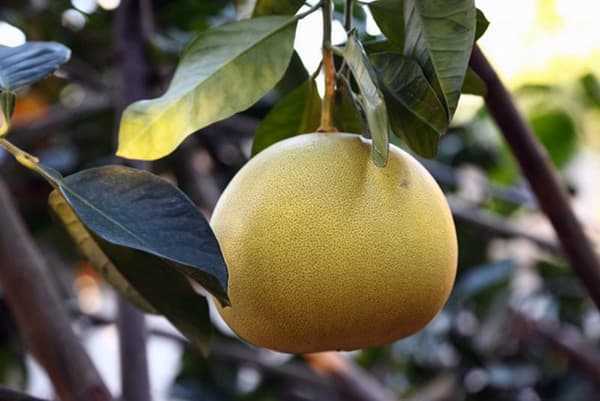 Pomelofruit op een tak