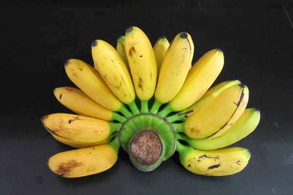Dwarf Cavendish bananai