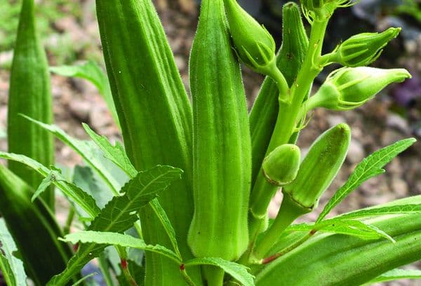 okra daržovė