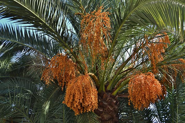 Datulių palmė