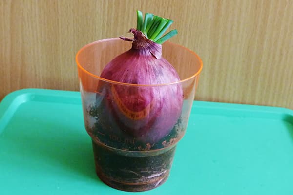 Svogūno daiginimas stiklinėje
