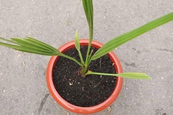 Jauna datulių palmė vazonėlyje