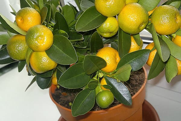 Mandarinų, išaugintų iš sėklų, vaisiai