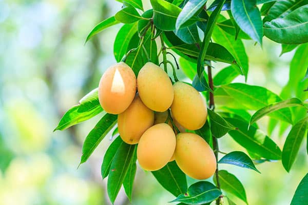 Vaisiai ant mango medžio
