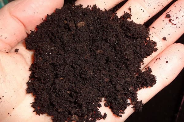Durpės ant delno