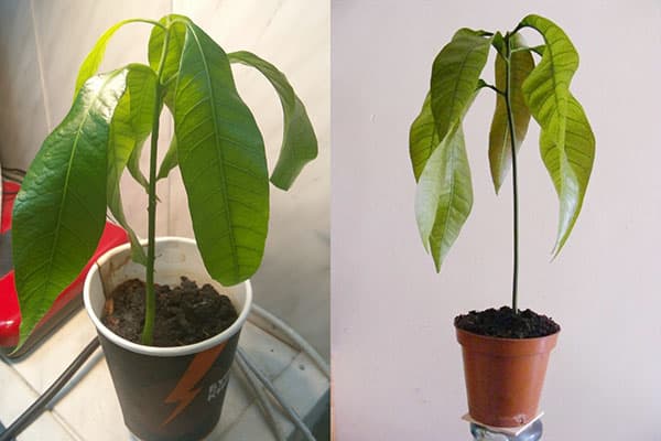 Mango daigai mažuose vazonėliuose