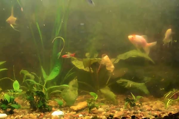 Drumstas vanduo akvariume