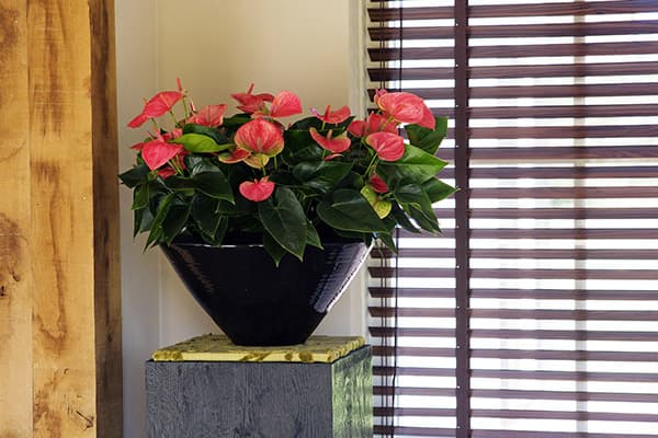 Anthurium prie lango