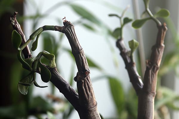 Crassula serga