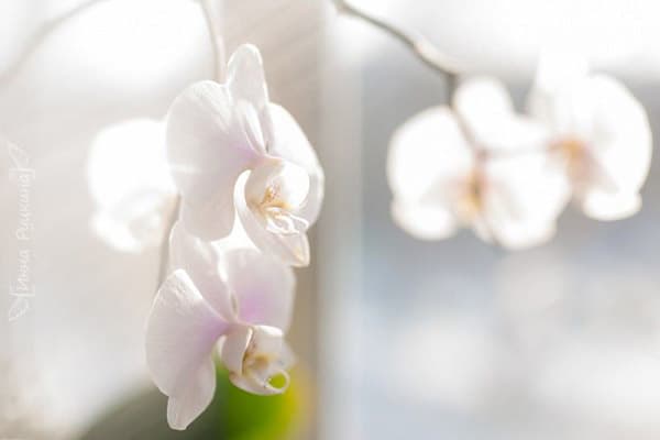 Žydi orchidėja saulėje