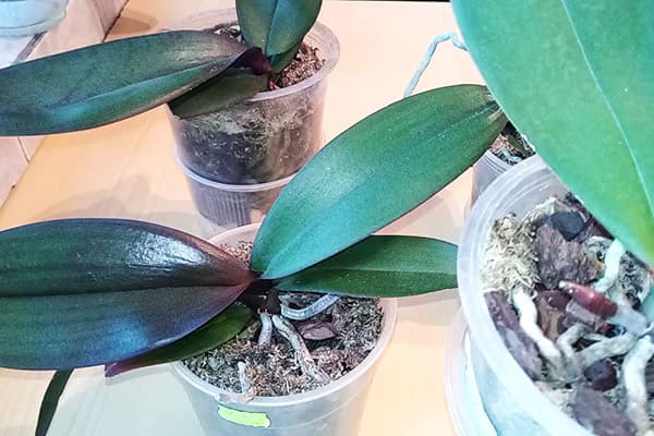 Orchidėjos, kurioms trūksta šviesos