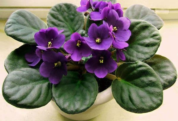 Violetinės gėlės