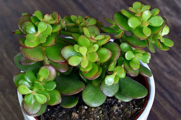Crassula su jaunais ūgliais