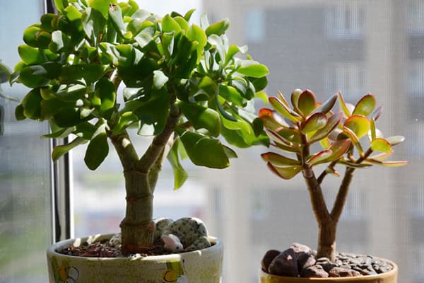 Dviejų tipų Crassula ant palangės