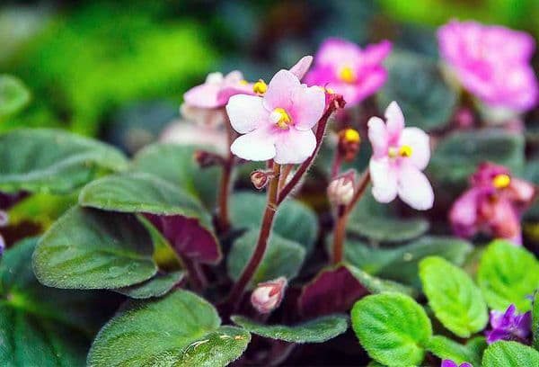 Violetinės