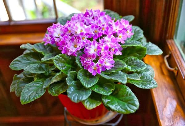 Violetinės gėlės