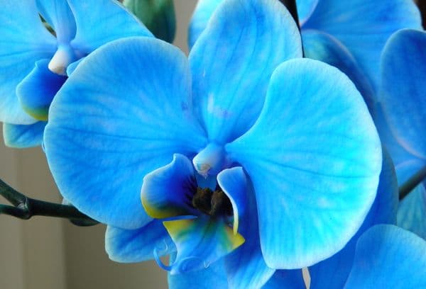 Mėlyna orchidėja