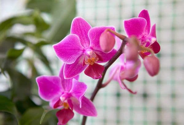 Rožinė orchidėja