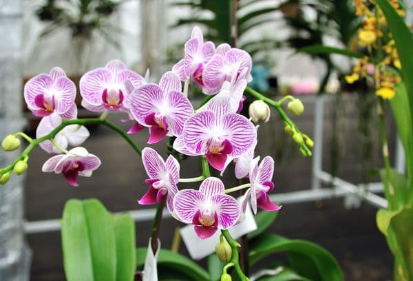 Karališkoji orchidėja