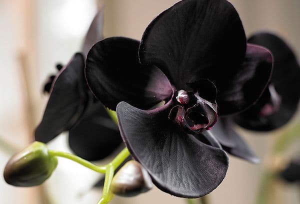Juodoji orchidėja